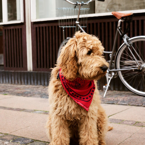 HAY Dogs Scarf - Red
