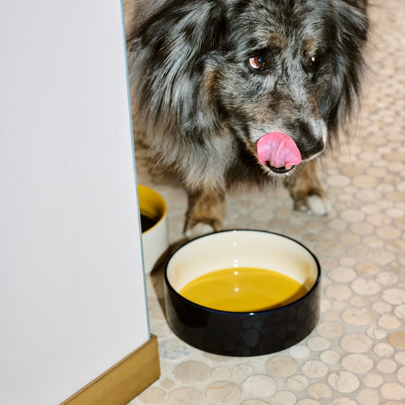 Dogs Bowl Large- Yellow, Blue