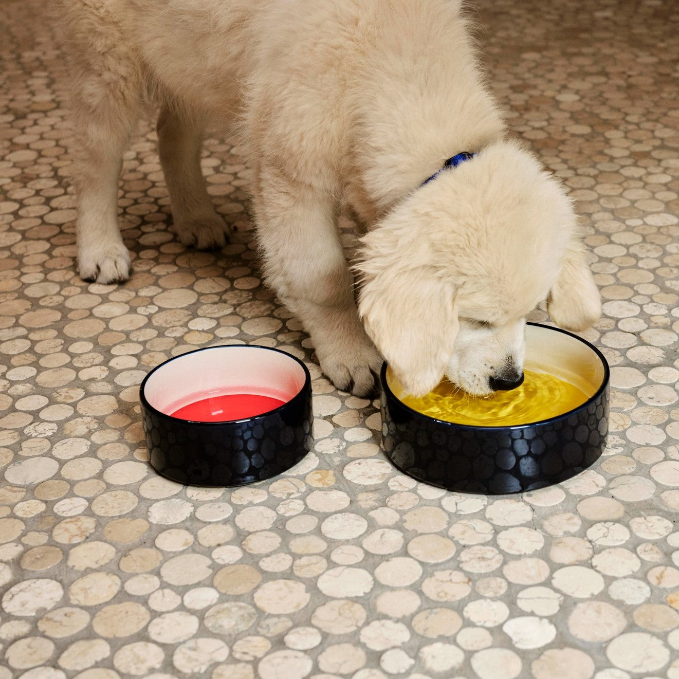 Dogs Bowl Large- Yellow, Blue