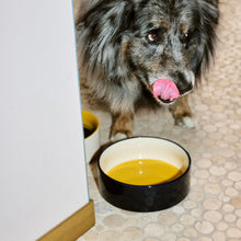 Dogs Bowl Large- Yellow, Blue