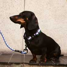 HAY Dogs Collar Flat, S/M - Lavender, Green